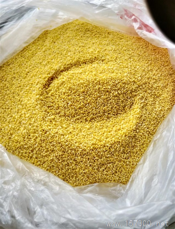 磨刀石小米