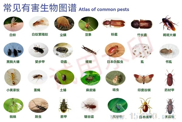 專業(yè)除蟲滅蟑滅鼠