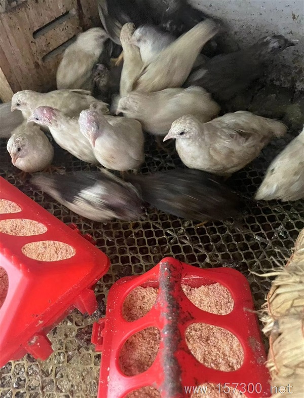 賣蘆丁雞，蘆丁雞蛋