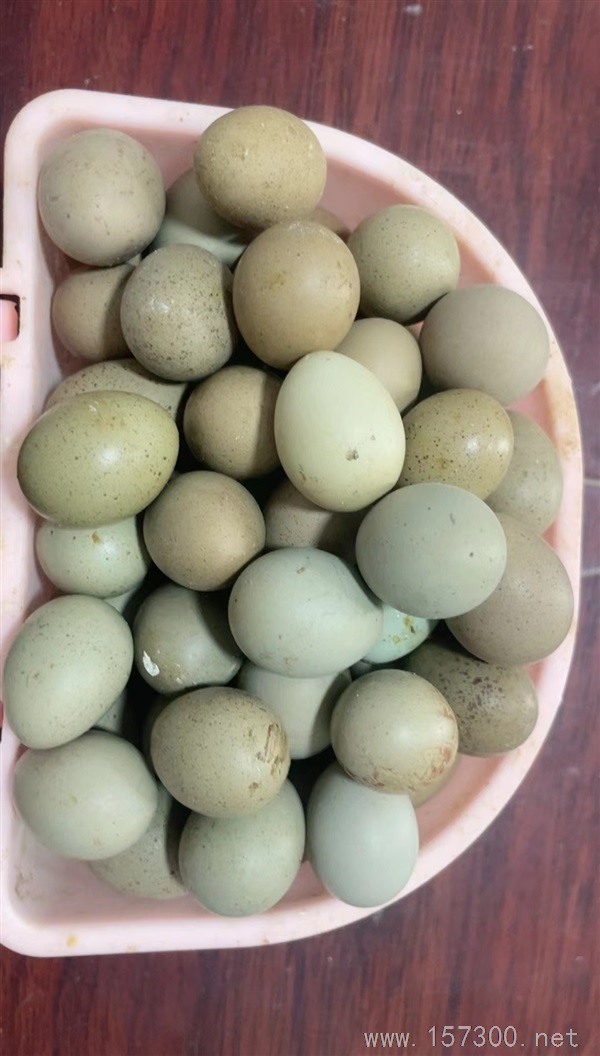 賣蘆丁雞，蘆丁雞蛋