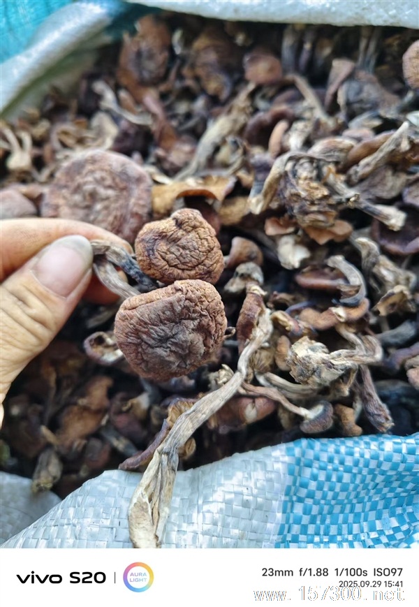 賣(mài)蘑菇