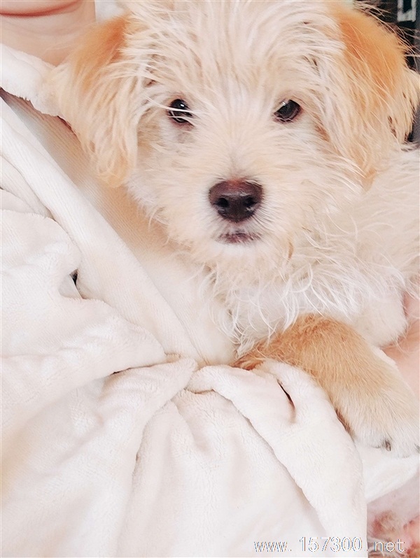 領(lǐng)養(yǎng)小狗