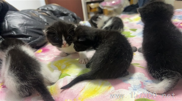 免費(fèi)送小貓