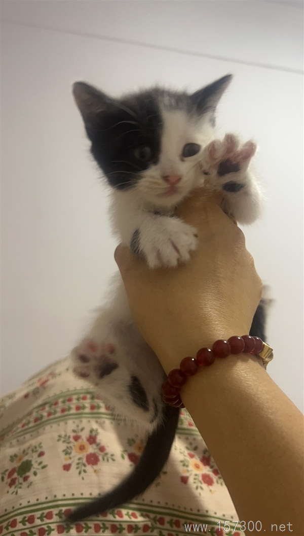 免費(fèi)送小貓