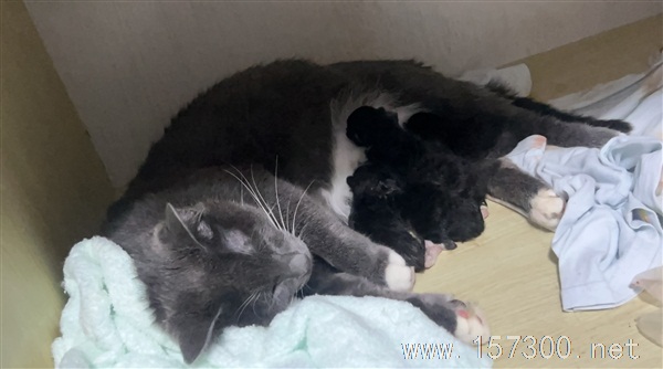 免費(fèi)送小貓一個(gè)多月