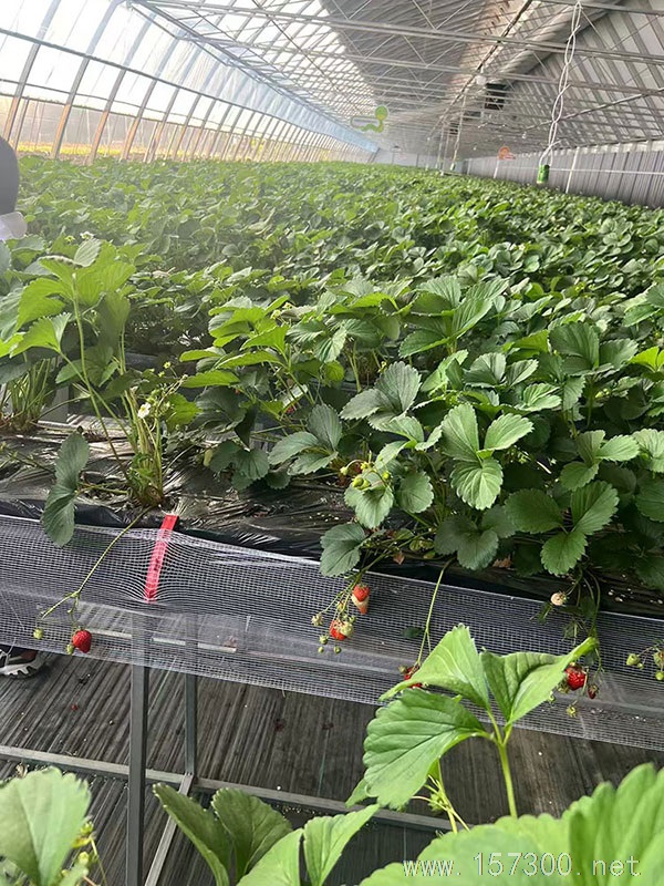 出租能采摘的民宿小屋