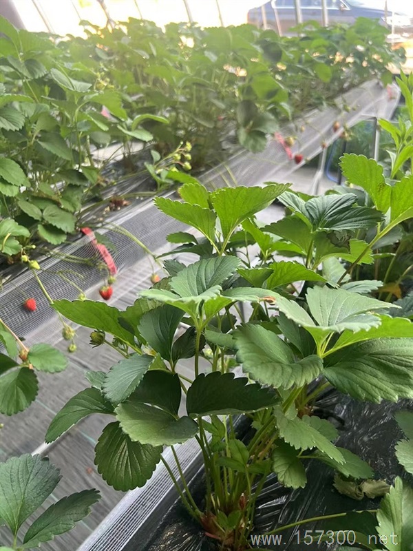 出租能采摘的民宿小屋