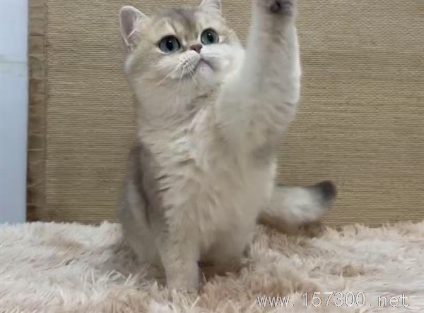免費(fèi)送貓！??！